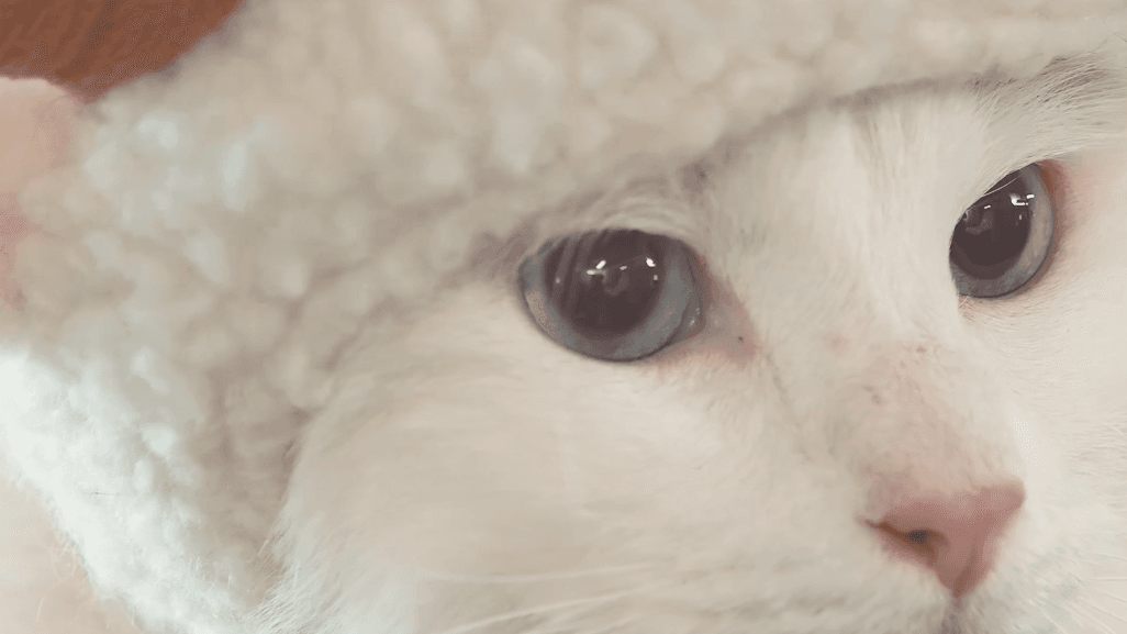 드롭샷매치 포트폴리오 - 고양이용품 맞춤제작 쇼핑몰 블리츄 광고 | What Are Cats Thinking