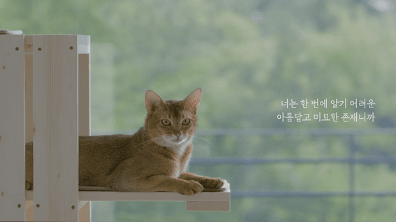 드롭샷매치 포트폴리오 - 퍼플네스트 네스트보울 제품 홍보 영상