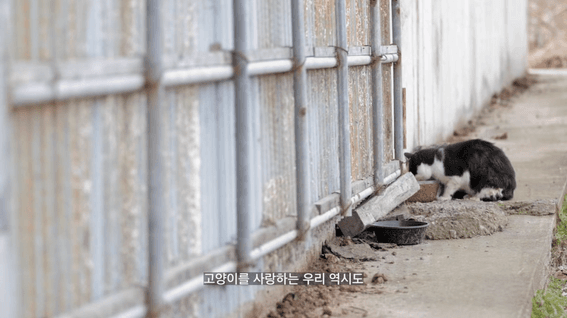 드롭샷매치 포트폴리오 - 춘천시 반려동물동행과 캠페인 영상