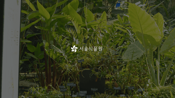 드롭샷매치 포트폴리오 - [서울식물원] 전시 홍보 영상 | 식물기록_여름방학