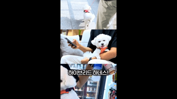 드롭샷매치 포트폴리오 - 강아지 하네스 홍보영상