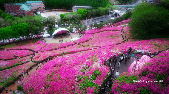 드롭샷매치 포트폴리오 - 군포문화재단ㅣ군포철쭉축제 애프터영상