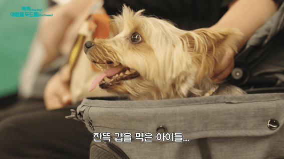 드롭샷매치 포트폴리오 - Knolloㅣ독독여행을 두드림 행사 기획형 스케치 영상