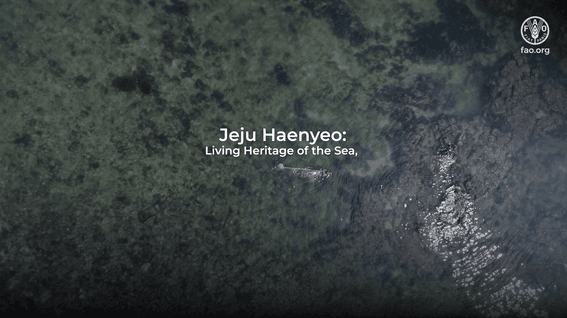 드롭샷매치 포트폴리오 - UN FAO 80주년  "World Food Heroes - 제주 해녀"