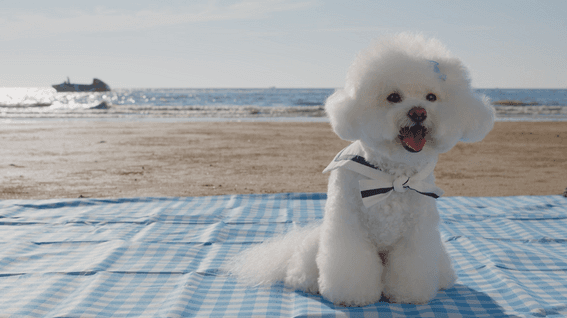 드롭샷매치 포트폴리오 - 해양환경공단 반려해변 캠페인 영상