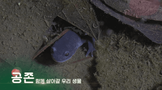 드롭샷매치 포트폴리오 - 멸종위기종 생태 다큐 _ 고리도롱뇽