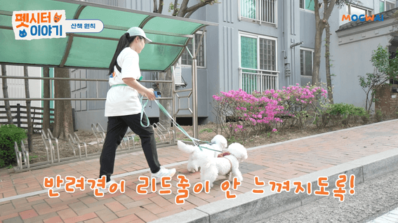 드롭샷매치 포트폴리오 - 모그와이 강아지 돌봄 펫시터 이야기