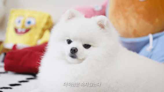 드롭샷매치 포트폴리오 - 스노우 바이럴 영상 - 견생샷