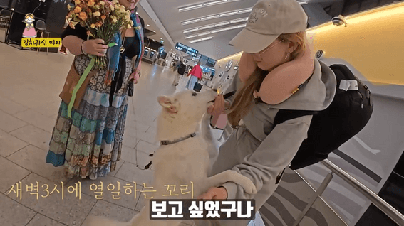 드롭샷매치 포트폴리오 - 북유럽으로 입양된 진돗개, 한국에서 새끼 때 키워준 사람을 알아볼까__